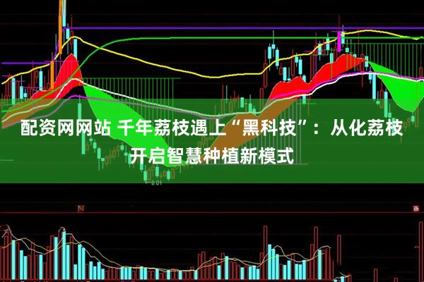 配资网网站 千年荔枝遇上“黑科技”：从化荔枝开启智慧种植新模式